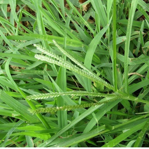 CHIẾT XUẤT CỎ MẦN TRẦU (Mọc tóc)